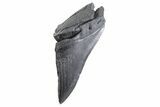 Partial Fossil Megalodon Tooth - Serrated edge #332343-1
